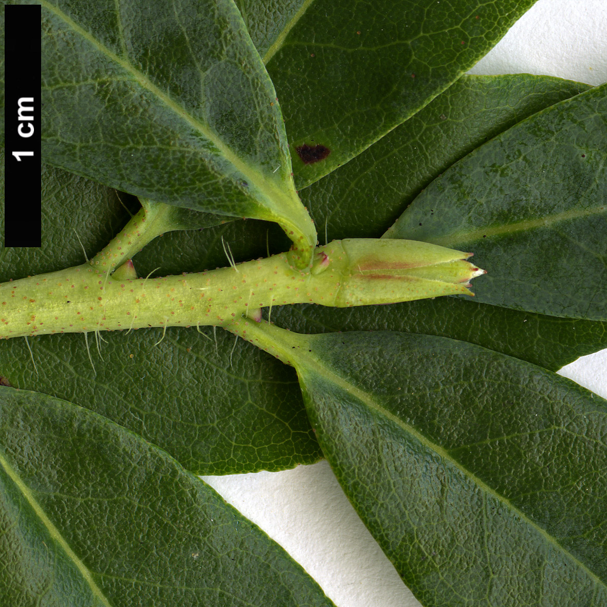 High resolution image: Family: Ericaceae - Genus: Rhododendron - Taxon: mekongense - SpeciesSub: var. rubrolineatum 